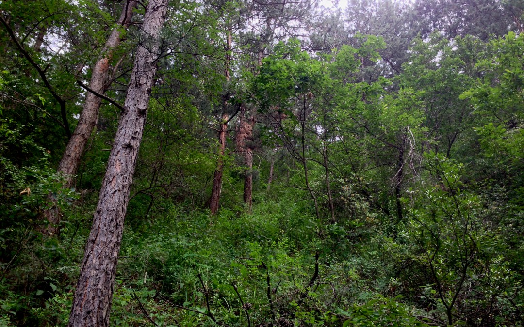 Villagers now warming to sustainable forestry
