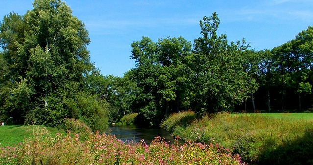 Forest Management