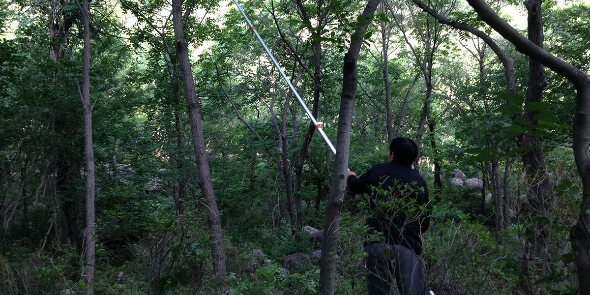 Forest Management