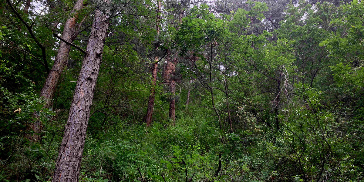 Close-to-Nature-Forestry Close-To-Nature Forestry