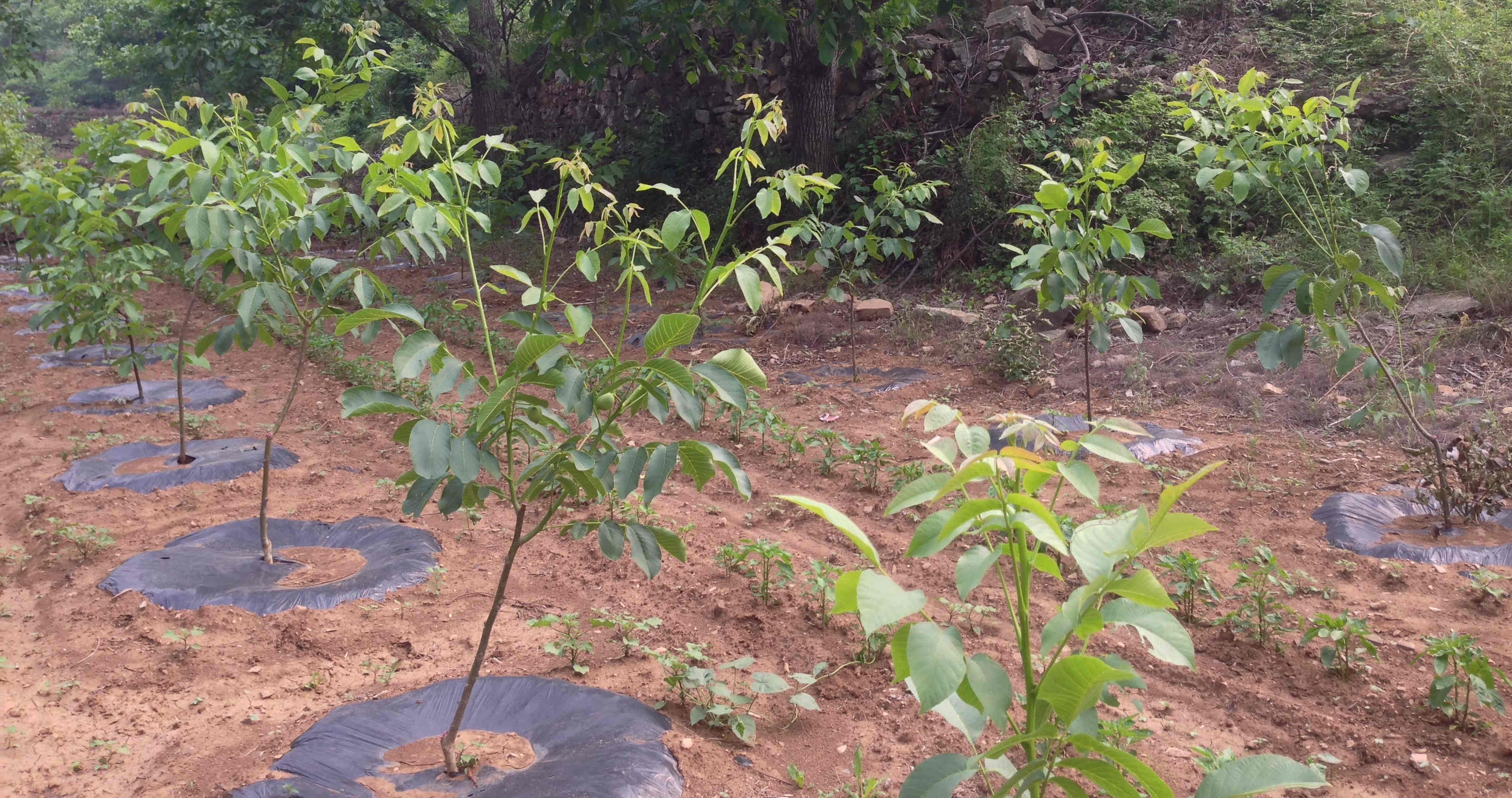 Orchard-Management Forest Management