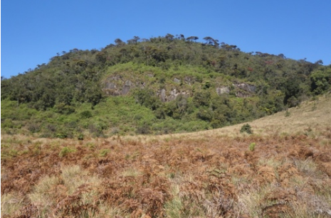 Case Study Forest Restoration Using Relay Floristics in Sri Lanka