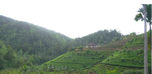 Case Study Forest Restoration Using Relay Floristics in Sri Lanka