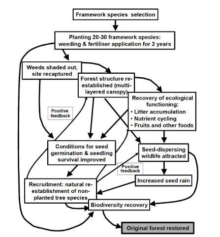 Using the Framework Species Approach to Reduce Forest Restoration Costs and Establish Natural Forests