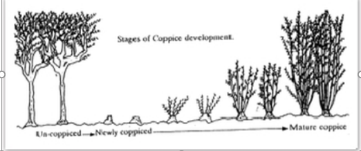 Coppicing as a Fuelwood Alternative