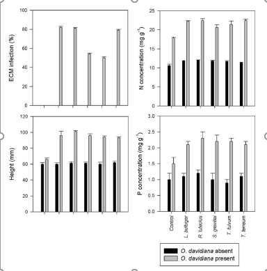 Increasing Survival Rates during Forest Restoration with Chinese Pine under Harsh Conditions through Mycorrhizal Networks