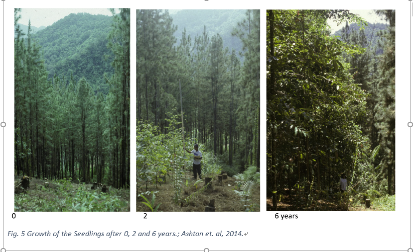 Case Study Forest Restoration Using Relay Floristics in Sri Lanka